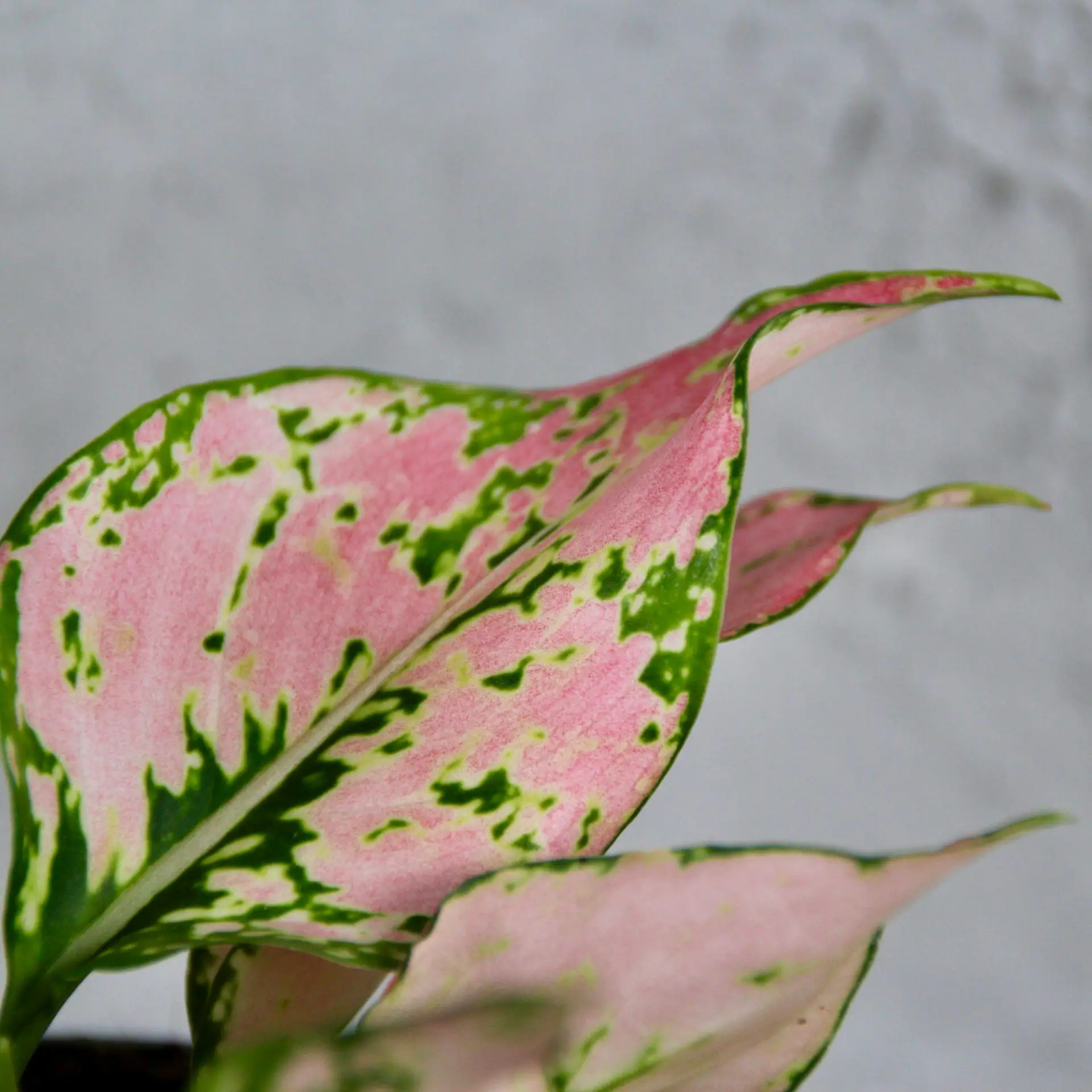 Aglaonema Rosy 2 aglaonema-rosy-rastlinkovo