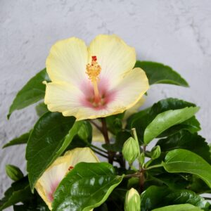Hibiscus-rosa-sinensis-žlto-ružový-rastlinkovo