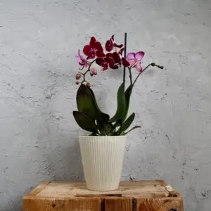 Orchidea-phalaenopsis-multiflora-bordovo-ruzova-rastlinkovo