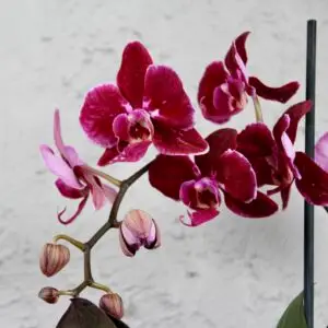 Orchidea-phalaenopsis-multiflora-bordovo-ruzova-rastlinkovo