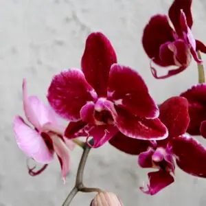 Orchidea-phalaenopsis-multiflora-bordovo-ruzova-rastlinkovo