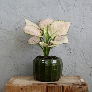 aglaonema-pink-joy-rastlinkovo