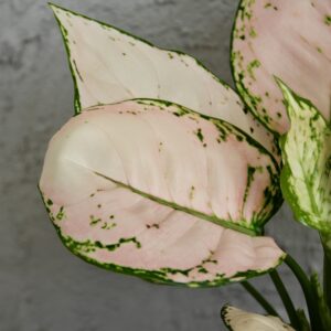 aglaonema-pink-joy-rastlinkovo