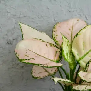 aglaonema-pink-joy-rastlinkovo