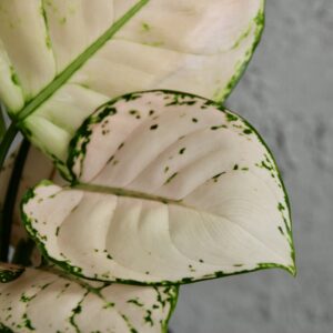 aglaonema-pink-joy-rastlinkovo