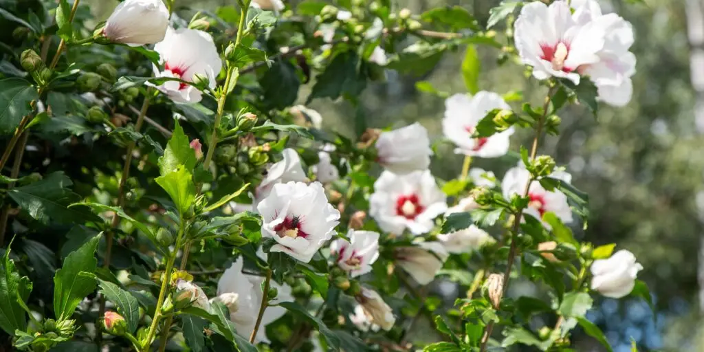 skodce-na-ibisteku-ibistek-hibiscus-rastlinkovo