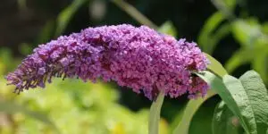 budleja-butterfly-candy-rastlinkovo