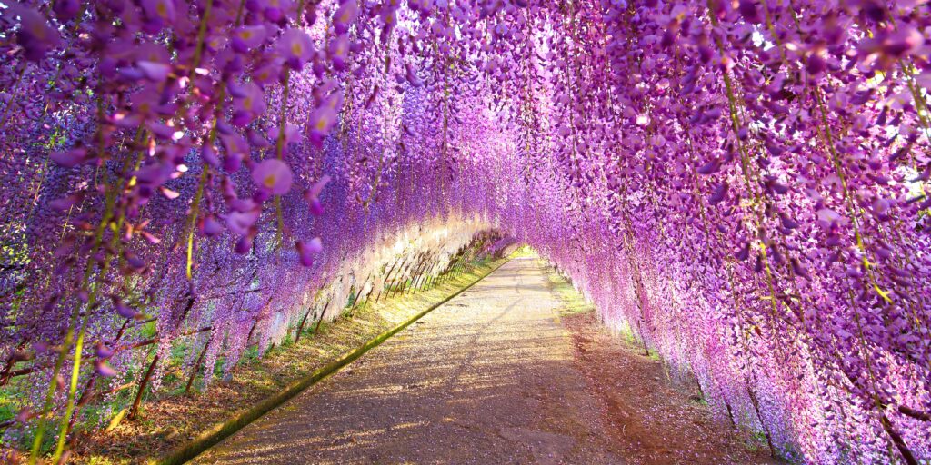 visteria-fialove-kvety-rastlinkovo