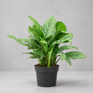 aglaonema-stripes-rastlinkovo
