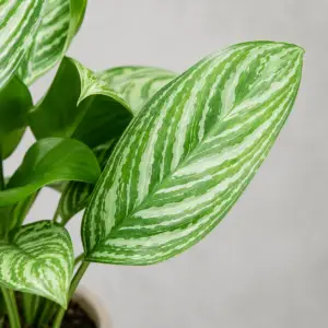 aglaonema-stripes-rastlina-rastlinkovo