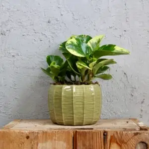 peperomia-obtusifolia-green-gold-rastlinkovo