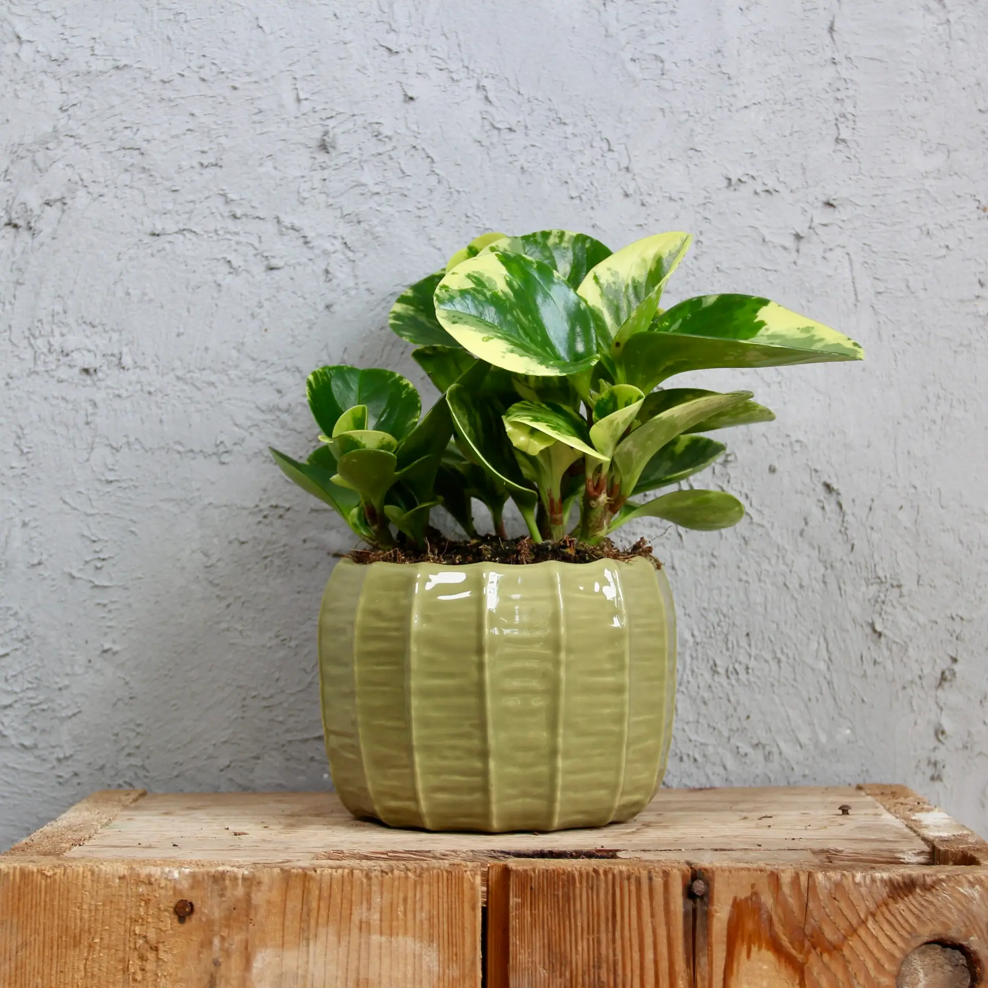 Peperomia Obtusifolia Green Gold 5 peperomia-obtusifolia-green-gold-rastlinkovo
