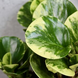 peperomia-obtusifolia-green-gold-rastlinkovo