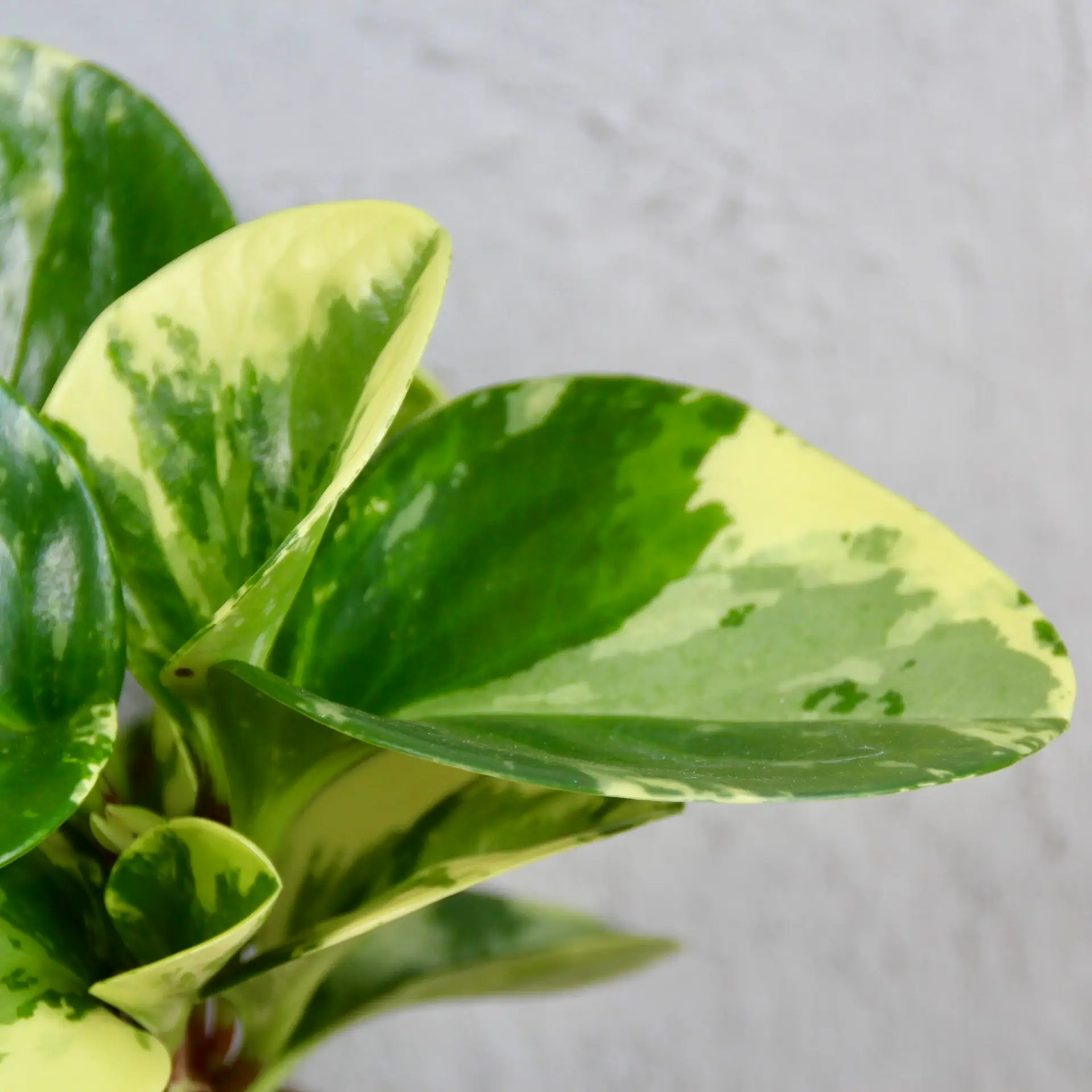 Peperomia Obtusifolia Green Gold 2 peperomia-obtusifolia-green-gold-rastlinkovo