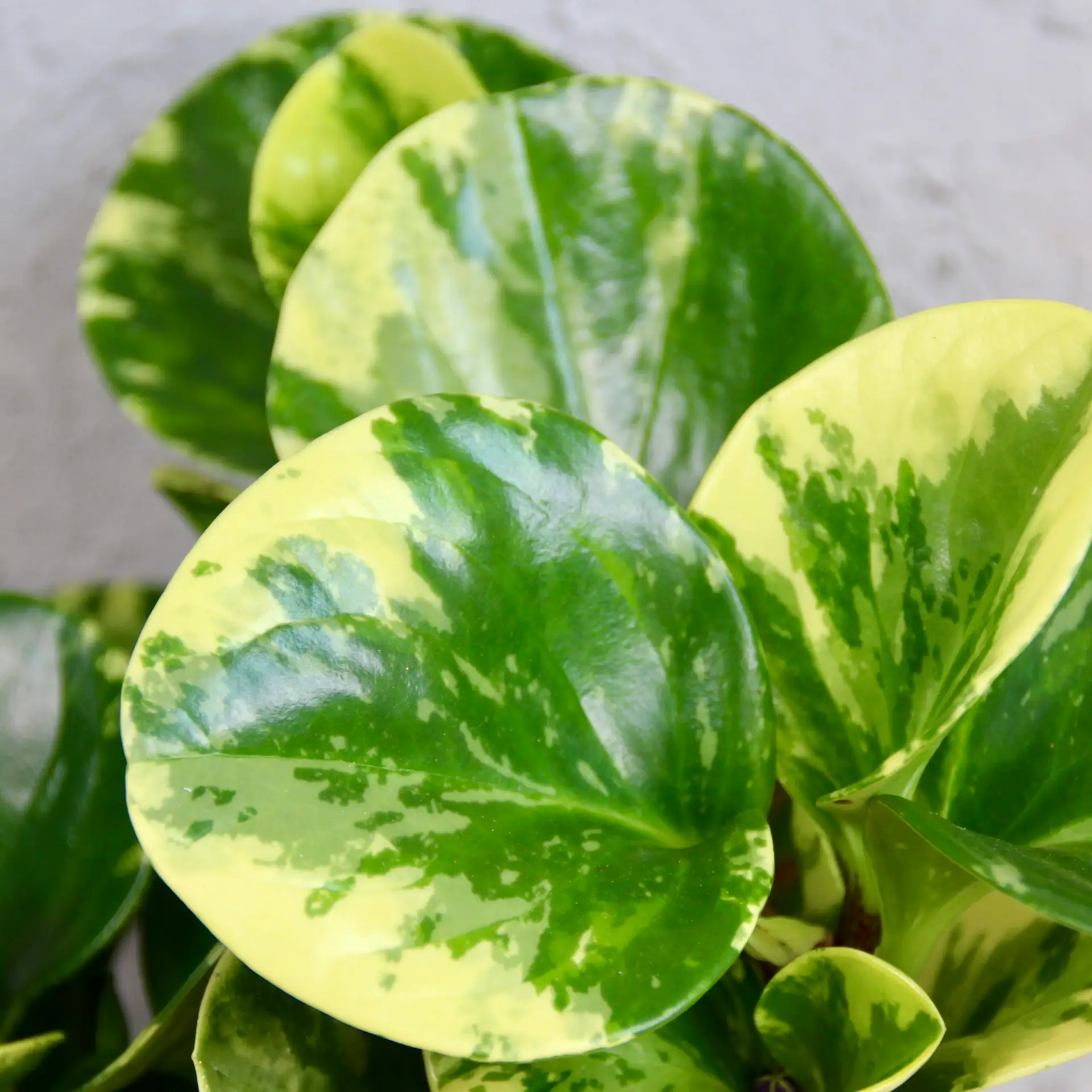 Peperomia Obtusifolia Green Gold 1 peperomia-obtusifolia-green-gold-rastlinkovo