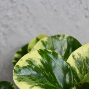 peperomia-obtusifolia-green-gold-rastlinkovo