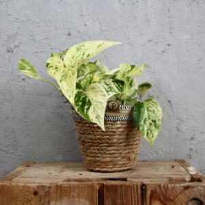 epipremnum-snow-queen-rastlinkovo