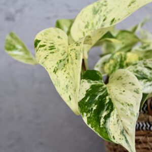 epipremnum-snow-queen-rastlinkovo