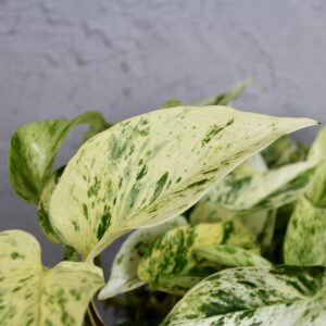 epipremnum-snow-queen-rastlinkovo
