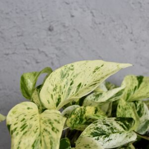 epipremnum-snow-queen-rastlinkovo