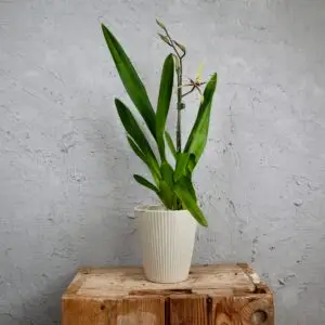 orchidea-brascia-rastlinkovo