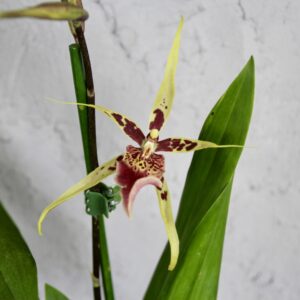 Rastlinkovo.sk - Rastlinkovo je kráľovstvo rastlín a doplnkov na ich pestovanie 37 orchidea-brascia-rastlinkovo