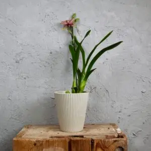 Orchidea-cattleya-rastlinkovo