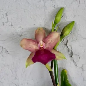 Rastlinkovo.sk - Rastlinkovo je kráľovstvo rastlín a doplnkov na ich pestovanie 35 Orchidea-cattleya-rastlinkovo