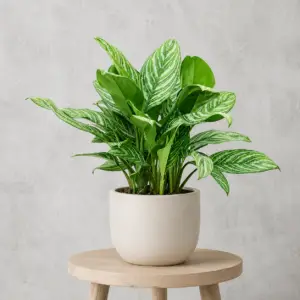aglaonema-stripes-rastlinkovo