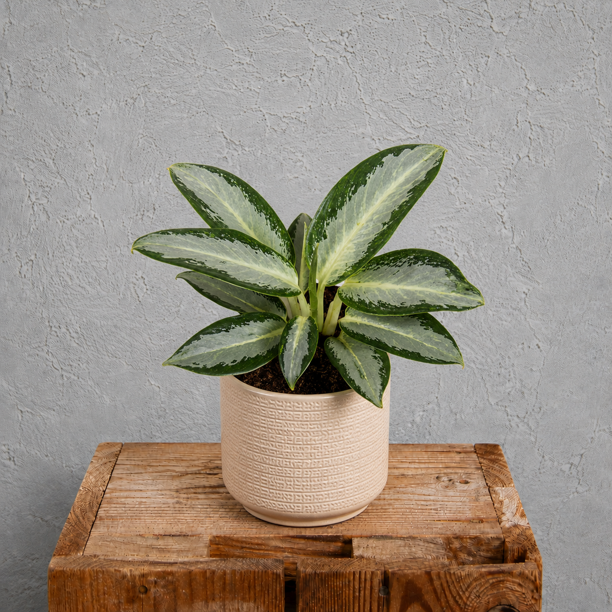 Aglaonema Silver Blue 1 aglaonema-silver-blue-rastlinkovo