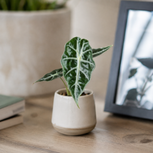alocasia-mandalay-rastlinkovo