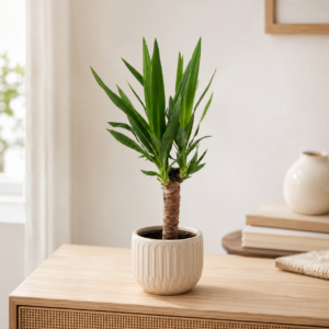 yucca-nenarocna-rastlina-rastlinkovo