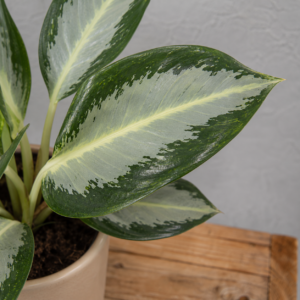 aglaonema-silver-blue-rastlinkovo