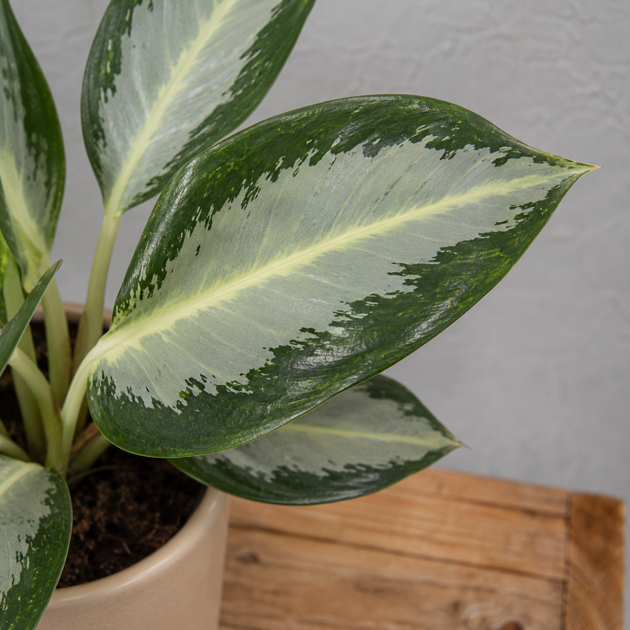 Aglaonema Silver Blue 2 aglaonema-silver-blue-rastlinkovo