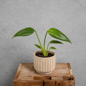 monstera-dilacerata-burle-marx-flame-rastlinkovo