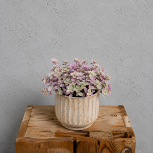 tradescantia-fluminensis-rastlinkovo