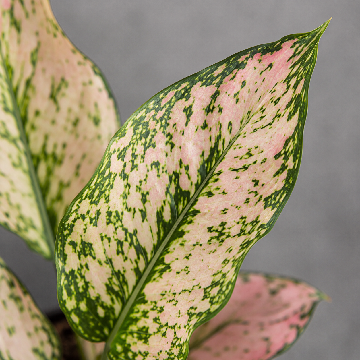 Aglaonema Rosy 2 aglaonema-rosy-ruzova-kvetina-rastlina-rastlinkovo