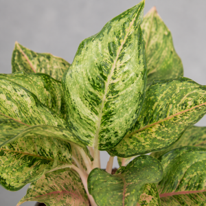 aglaonema-pistachio-pink-rastlinkovo