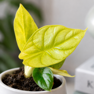 alocasia-dragon-gold-rastlinkovo