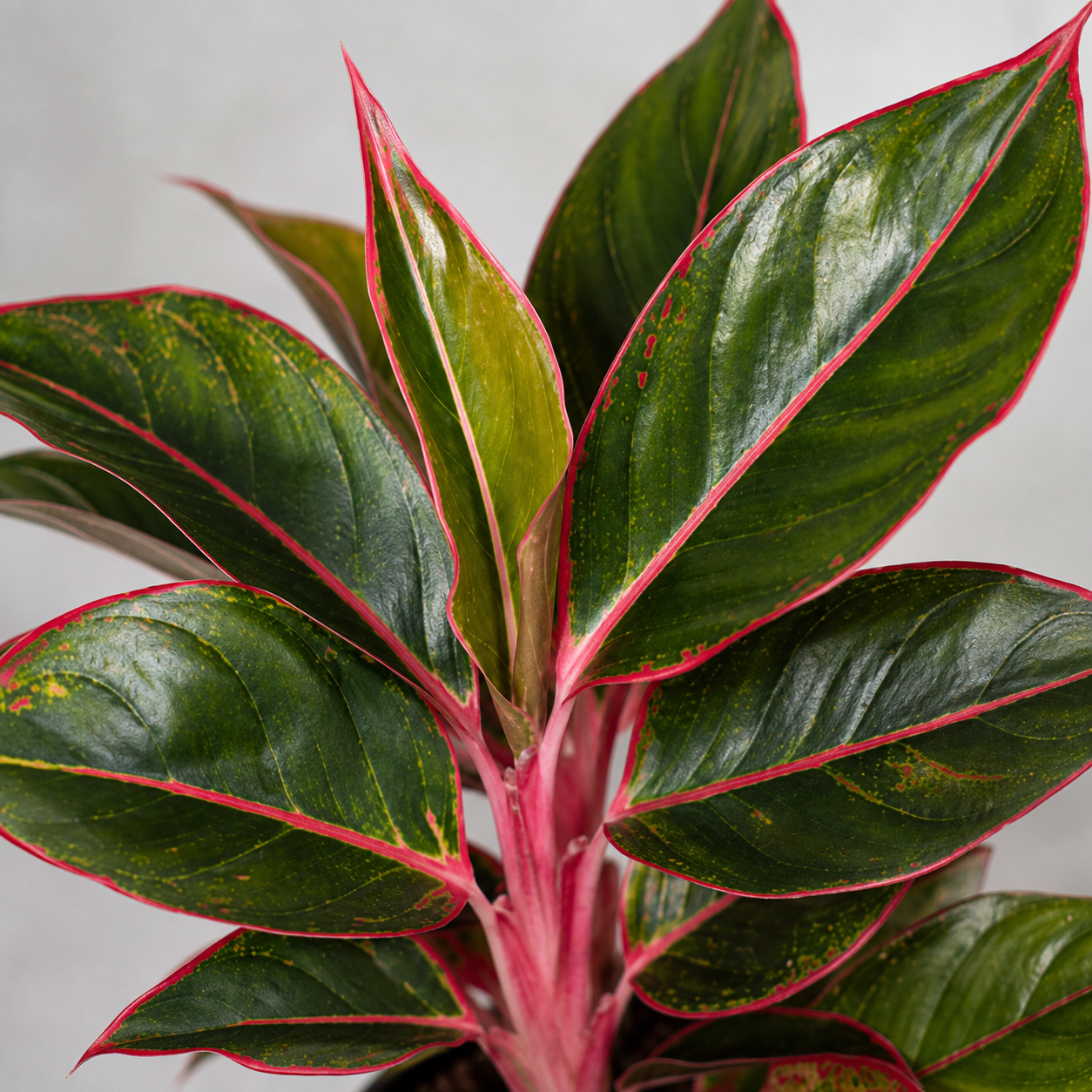 Aglaonema Jungle Red Crete 4 aglaonema-jungle-red-rastlinkovo