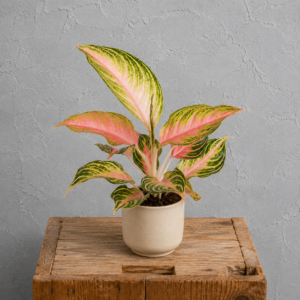 aglaonema-eyecatcher-ruzova-rastlina-rastlinkovo