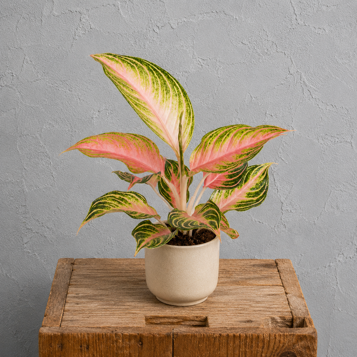 Aglaonema Eyecatcher 2 aglaonema-eyecatcher-ruzova-rastlina-rastlinkovo