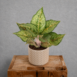 aglaonema-pistachio-pink-rastlinkovo