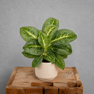 aglaonema-lemon-mint-rastlina-rastlinkovo