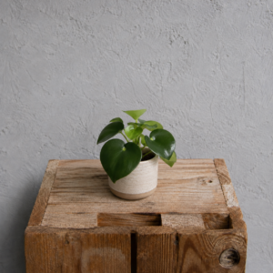 peperomia-raindrop-rastlinkovo