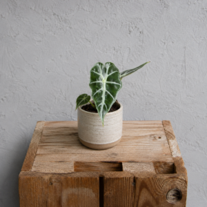 alocasia-mandalay-rastlinkovo