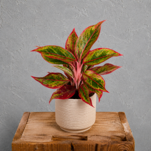 aglaonema-jungle-lava-rastlinkovo