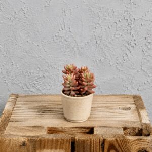 sedum-rubrotinctum-aurora-rastlinkovo