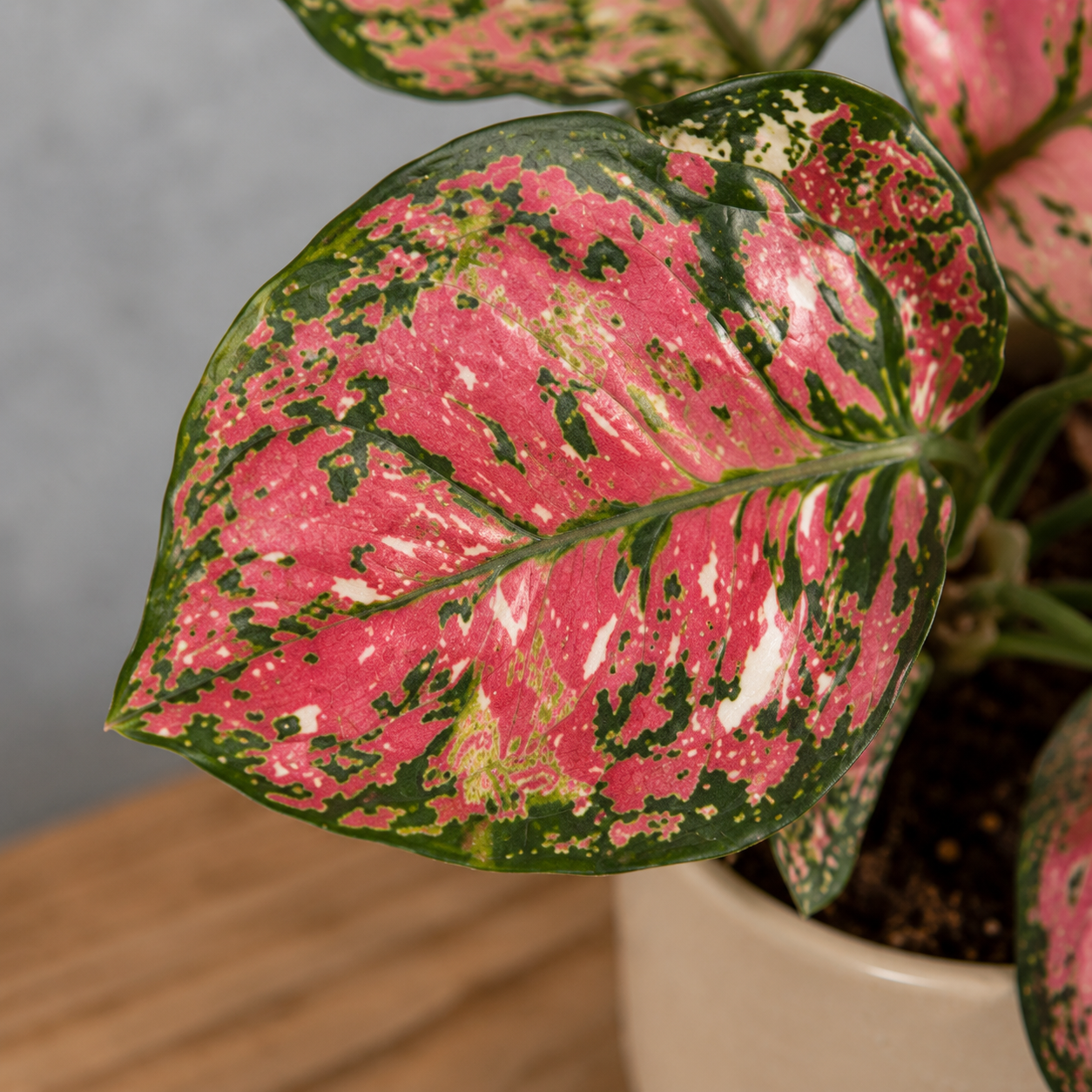 Aglaonema Jazzy Red 2 aglaonema-jazzy-red-farebna-rastlina-rastlinkovo