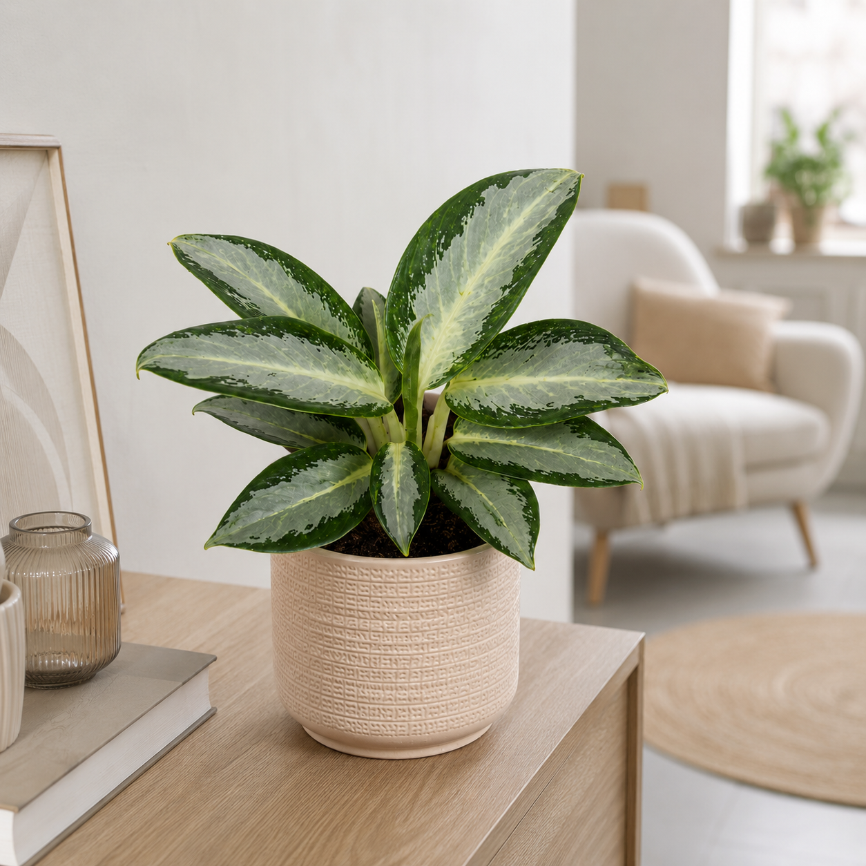 Aglaonema Silver Blue 3 aglaonema-silver-blue-rastlinkovo
